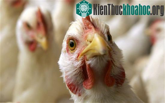 Indonesia phát hiện dòng mới của virus cúm H5N1