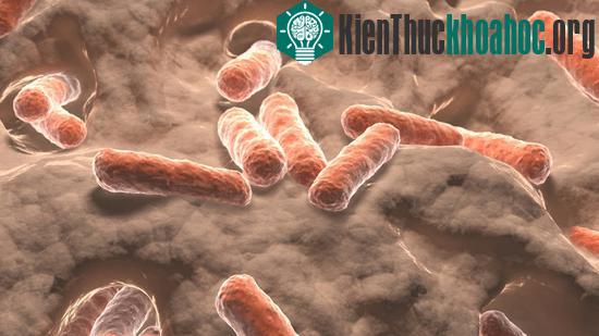 Chất carotenoid trong vi khuẩn đường ruột có tác dụng ngăn ngừa đột quỵ&nbsp;