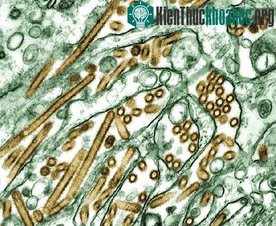 Virus H5N1 biến thể được tạo ra trong phòng thí nghiệm