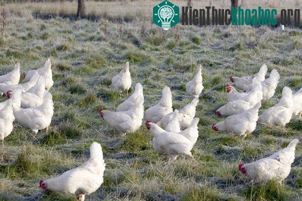 Hồng Kông báo động đỏ về virus cúm gia cầm H5N1.
