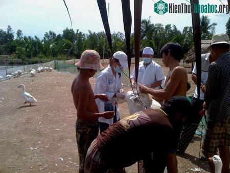 Tiêm thử nghiệm vắc-xin NAVET – Vifluvac trên gà (Ảnh: H.Hoàn)