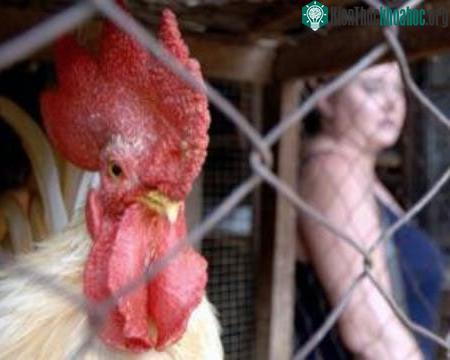 Đầu tiên họ tạo 3 đột biến trên virus H5N1 có thể điều chỉnh để cúm gà thích ứng ở người.