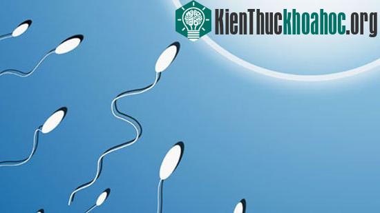 "Tinh trùng nhân tạo" có thể cải tạo giống nòi trong tương lai?