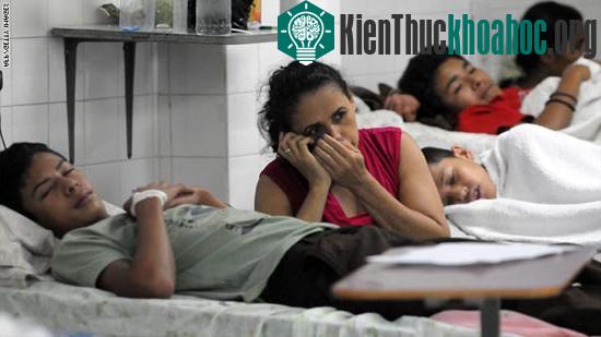 Bệnh sốt xuất huyết đang tấn công hầu hết các nước Nam Mỹ