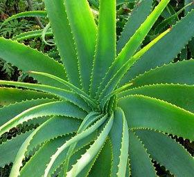 Những điều có thể chưa biết về cây lô hội ảnh 0