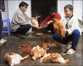 Cúm A/H5N1 trở lại ảnh 0