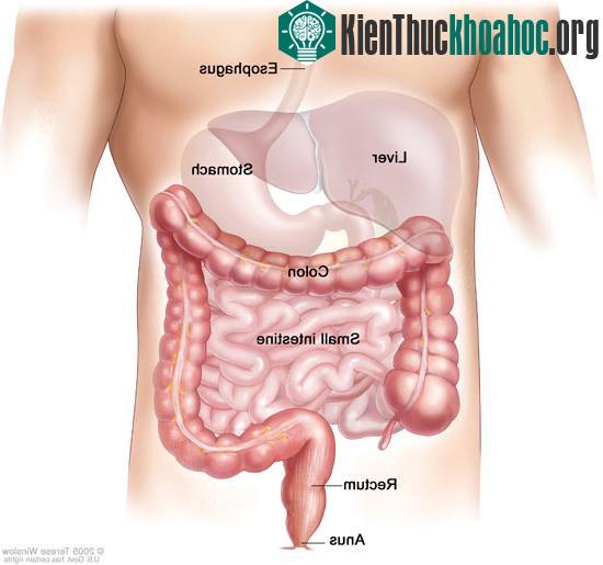 Phát hiện nguy cơ về gen gây bệnh ung thư ruột ảnh 1