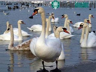 H7N3: Týp vi-rút phổ biến ở các loài chim ảnh 0