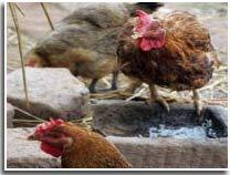 Chủng virus H7N3: Độc lực cao, lây sang người ảnh 0