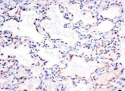 (Ảnh: Sciencedaily)