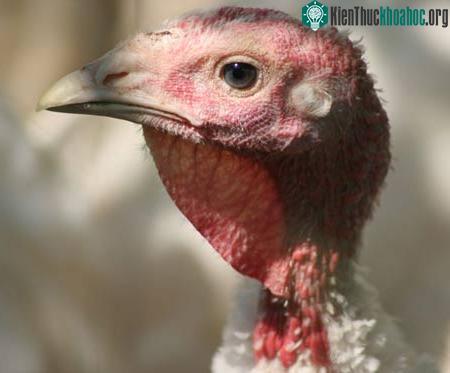 Virus H5N1 có thể lây truyền từ mẹ sang thai nhi ảnh 0