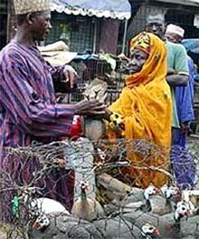 Người đầu tiên ở Nigeria chết vì cúm gà ảnh 0