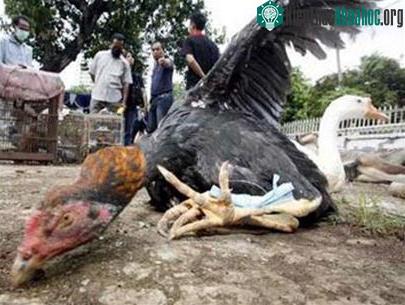Indonesia: cúm gia cầm là thảm họa quốc gia ảnh 0