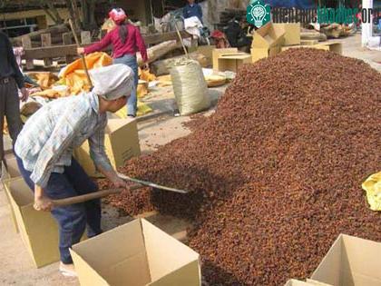 Việt Nam tiếp tục nghiên cứu sản xuất thuốc chống cúm gà ảnh 0