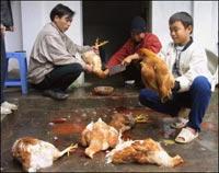 Việt Nam chưa phát hiện H5N1 lây từ người sang người ảnh 0