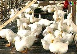 Thanh Hóa: Một trẻ tử vong do H5N1 ảnh 0