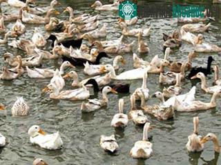 Môi trường chăn nuôi chứa đầy virus H5N1 ảnh 0