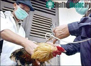 Người Indonesia không biết về hiểm họa cúm gia cầm ảnh 0