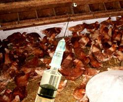 Vaccin H5N1 "made in Vietnam" sắp được thử nghiệm trên người ảnh 0