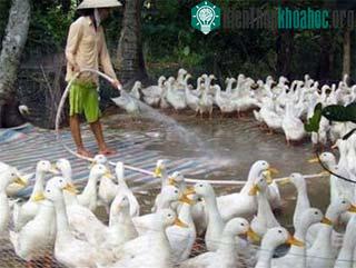 Cúm gia cầm bùng phát tại hàng loạt địa phương ảnh 0