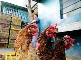 Trung Quốc: Phát hiện ổ dịch H5N1 mới ảnh 0