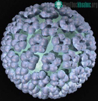 Vaccine ngừa ung thư cổ tử cung cho hiệu quả gần 100% ảnh 0