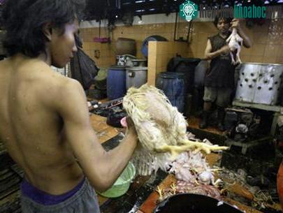 Đông Nam Á chủ động phòng chống H5N1 ảnh 0