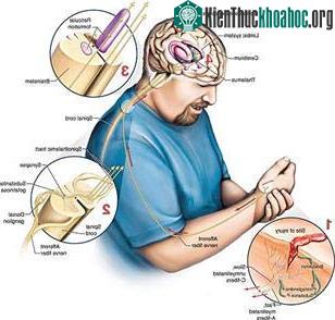 Nhìn nhận mới về cách não bộ định vị cơn đau ảnh 0