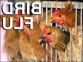 (Ảnh: komotv)