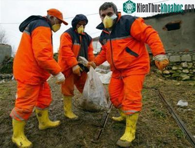 Tiêu hủy gia cầm tại Thổ Nhĩ Kỳ ngày 26-1-2007