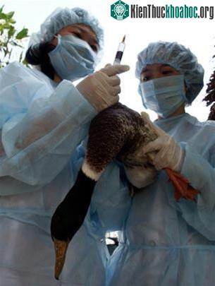 Virus H5N1 đã có biến thể về gen ảnh 0