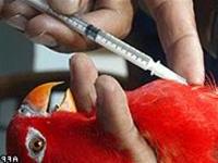 Trung Quốc phát hiện ca nhiễm cúm gia cầm mới ảnh 0