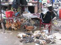 Dịch cúm gia cầm diễn biến phức tạp ảnh 0
