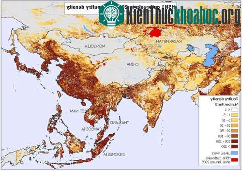 FAO: H5N1 có thể gây ra hiệu ứng domino ảnh 0