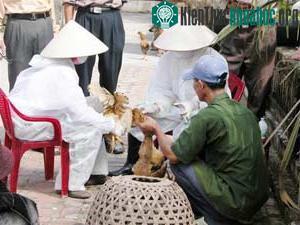 Ngăn chặn dịch cúm trên gia cầm có ý nghĩa quyết định trong việc phòng chống dịch cúm gà trên người