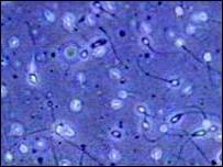 Phân tử (prostaglandin) có mặt trong tinh dịch