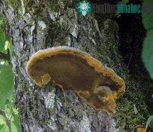 Nấm Phellinus linteus