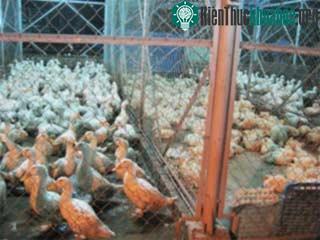 Gà và vịt nhốt cạnh nhau tại một lò giết mổ... Nguy cơ gây dịch cúm!