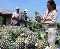 Việt Nam chế tạo thành công máy hút ẩm và sấy lạnh đa năng ảnh 0