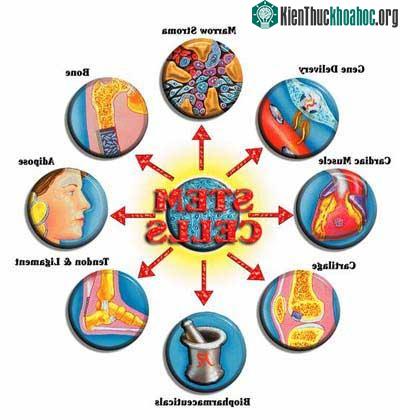 Sơ đồ tế bào gốc có thể biến thành các loại tế bào khác nhau trong cơ thể.