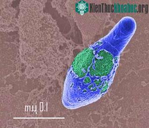 Khuẩn que - Clostridium