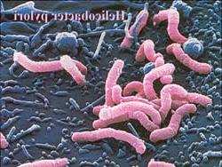 Vi khuẩn H.pylori