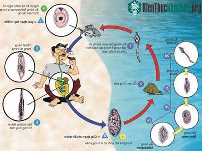 Vòng đời của sán lá