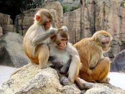 Khỉ Rhesus