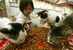 Mèo nhiễm vi rút H5N1? ảnh 0