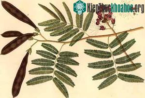 Bồ kết