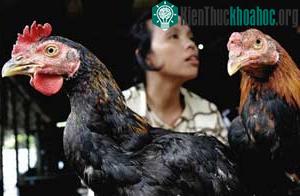 Indonesia: Hai ngày rưỡi có 1 người chết vì H5N1 ảnh 0