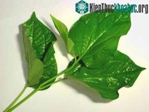 Lá lốt