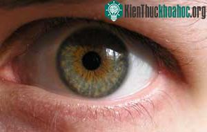 Eyes