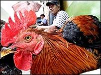 Số ca tử vong vì H5N1 ở Indonesia đã lên tới 30 người